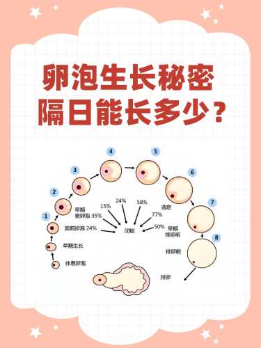 怀孕后还能不能测出卵泡-第1张图片