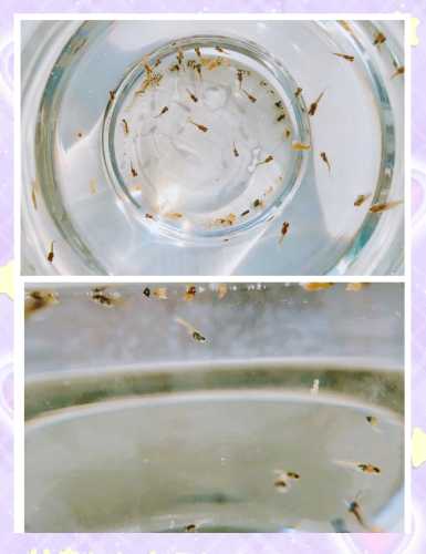 婴儿与鱼的关系是什么-第1张图片