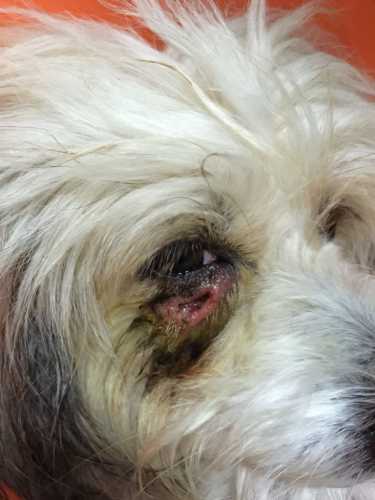 云南白药剖腹产有啥影响吗-第1张图片