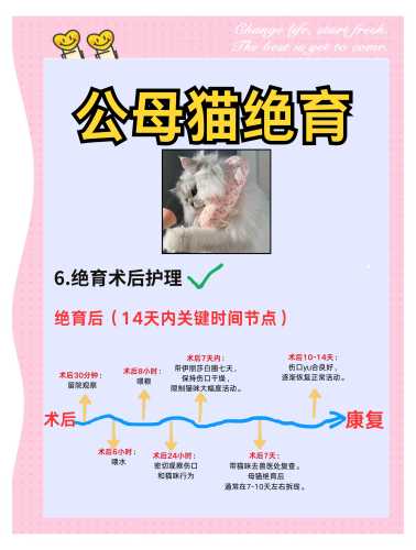 备孕中家里来了小猫怎么办-第1张图片