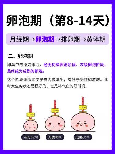 月经短会影响备孕吗-第1张图片